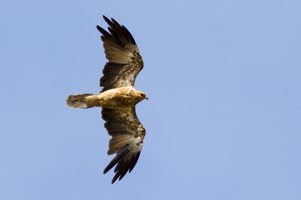 Whistling Kite (Haliastur sphenurus)